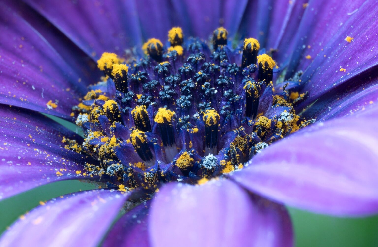 blossom 9676411 1920